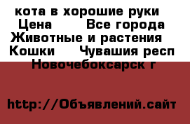 кота в хорошие руки › Цена ­ 0 - Все города Животные и растения » Кошки   . Чувашия респ.,Новочебоксарск г.